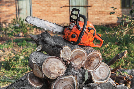 Beez Treez Arborist Rigging