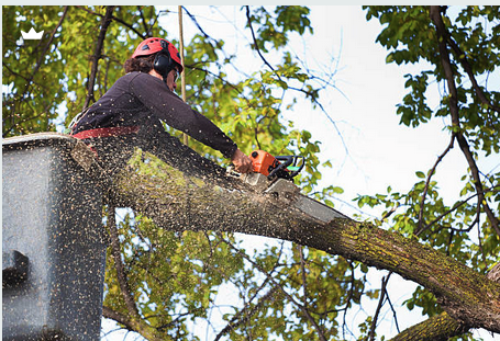 Beez Treez Tree Trimming